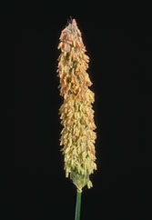 Meadow Foxtail: Inflorescence: Anthesis