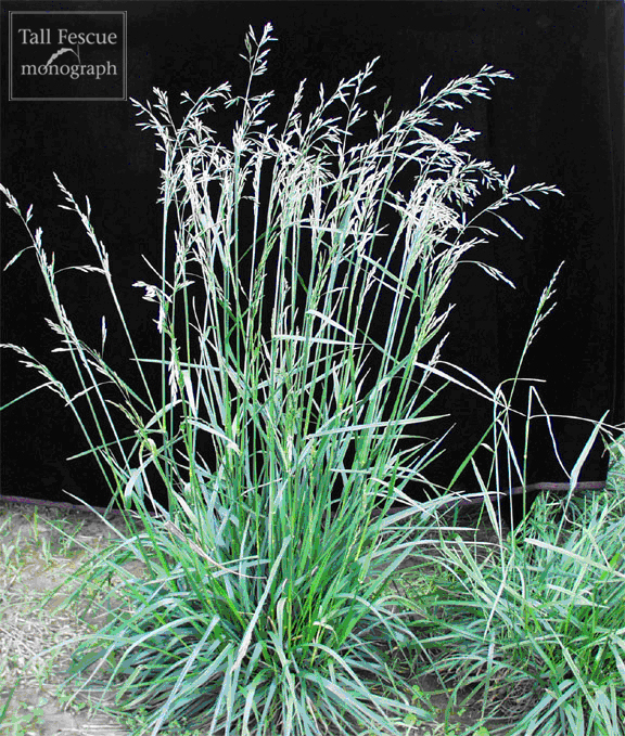 Tall fescue plant at flower