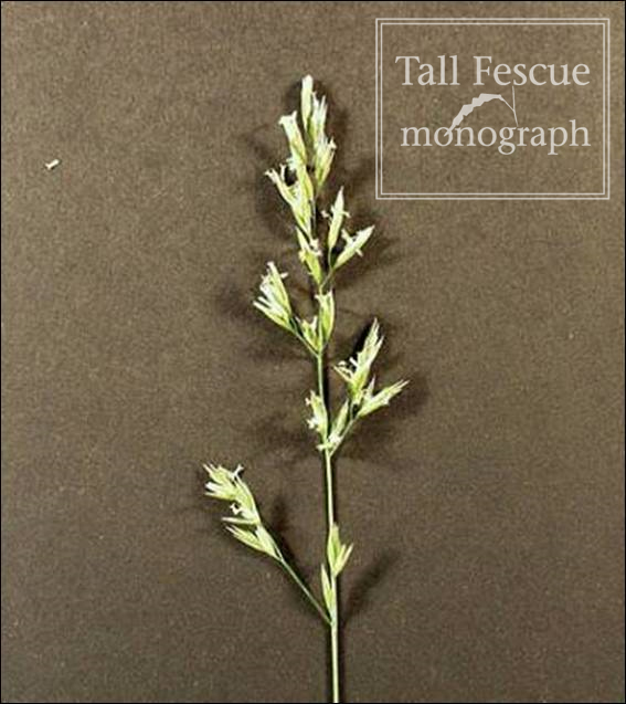 Fig. 2-5. Panicle inflorescence typical of the Festuca and Lolium subg. Schenodorus grasses. 