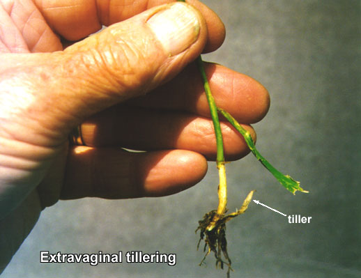Annual Ryegrass: Extravaginal Tillering