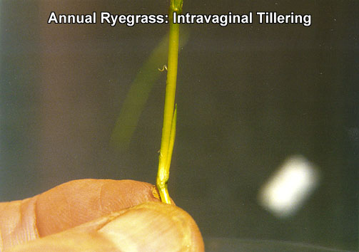 Annual Ryegrass: Intravaginal Tillering