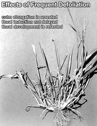 Effects of frequent defoliation