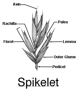 spike meaning
