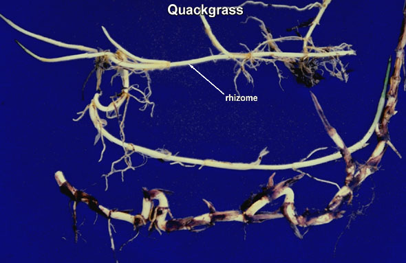 Quackgrass: Rhizome