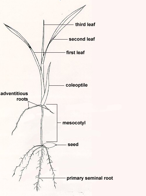 Root System: Mesocotyl