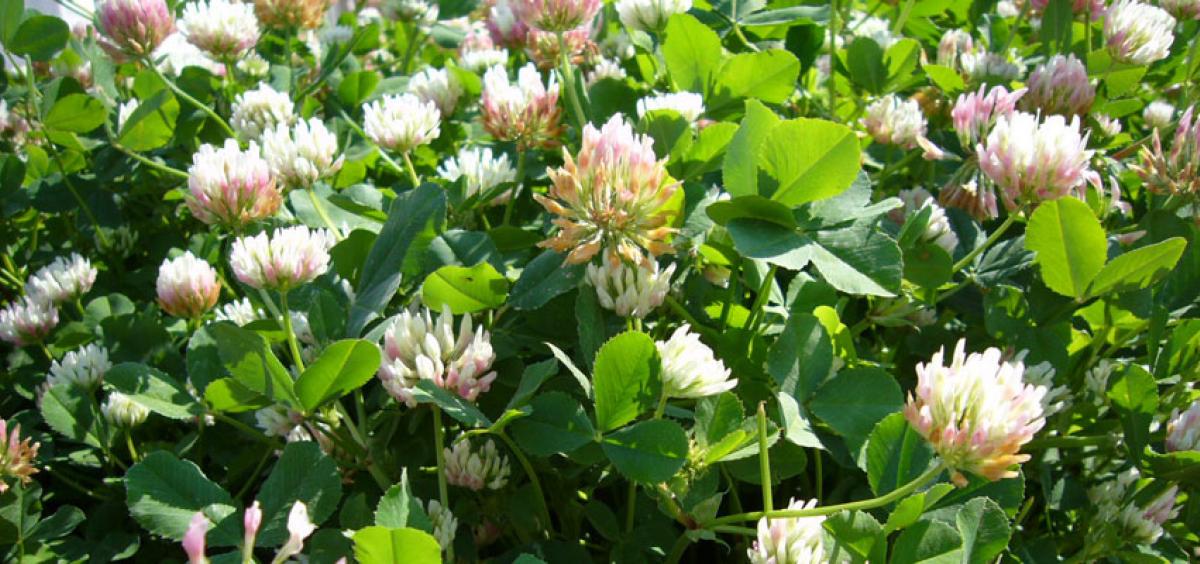 Balansa Clover field flowering - PastureGenetics