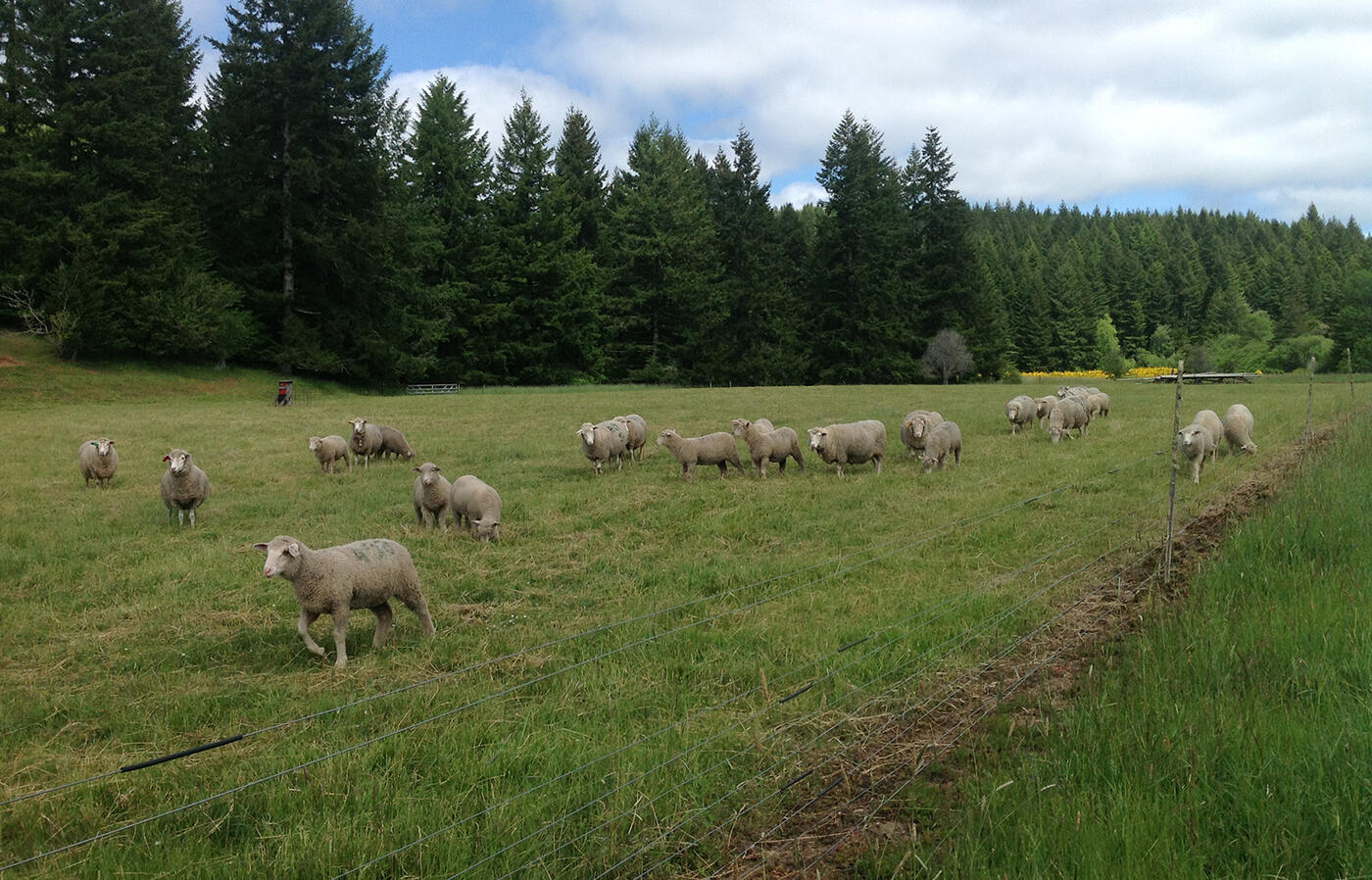 Sheep grazing - Grand Ronde - Bob Klinger's ranch