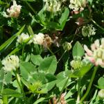 Balansa Clover field flowering with bee - Serkan Ates