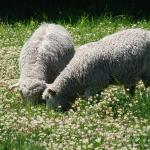 Balansa Clover field flowering with sheep - Serkan Ates