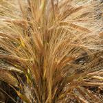 Seed head of awned barley variety