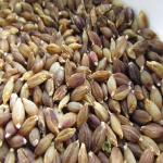 bronze barley seeds