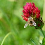bee pollinating crimson clover