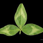 Red clover leaf - Hollander