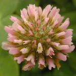 Strawberry clover inflorescence - Malcolm Storey