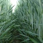 triticale leaves in field row