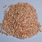 pile of triticale seeds