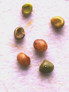 Birdsfoot Trefoil seeds