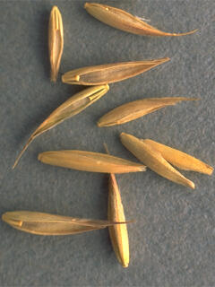 Close up of brown dried up leaves with a grey background