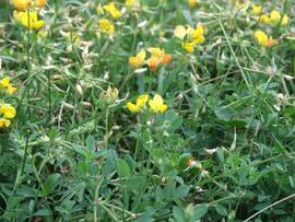 birdsfoot trefoil flowers