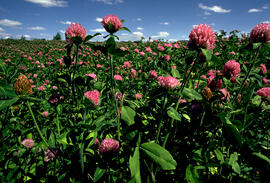 Red Clover field
