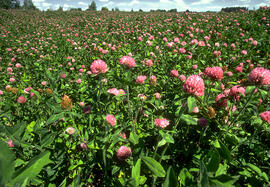 Red Clover field