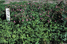 Red Clover field