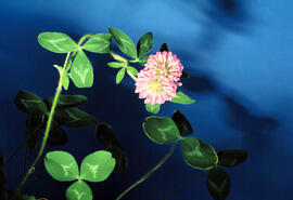 mutated Red Clover