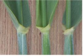 Image of the collars of 3 rye stems