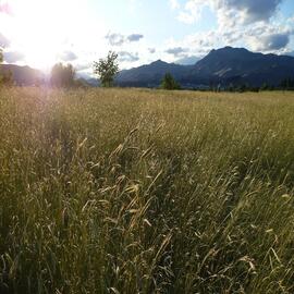 full rye field