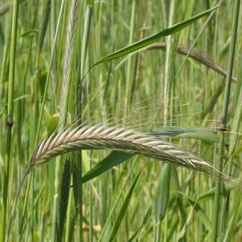 rye inflorescence close up
