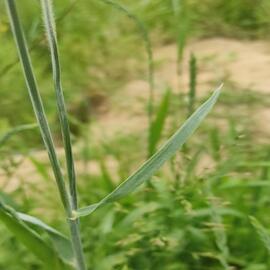 rye plant leaf