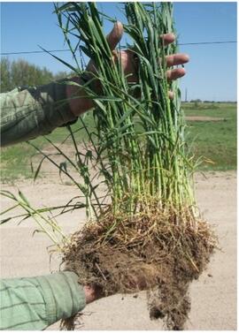 Image of rye roots