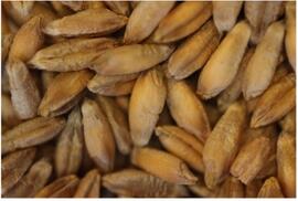 Image of rye seeds