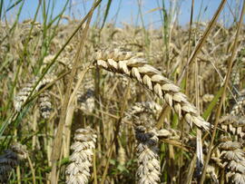 Wheat inflorescence (seedhead)