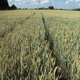full wheat field