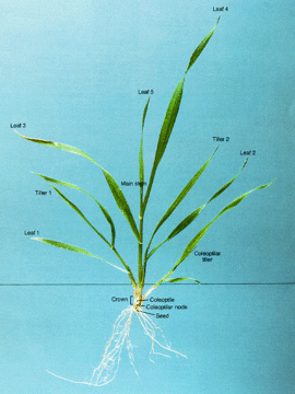 Wheat growth with structures labeled.