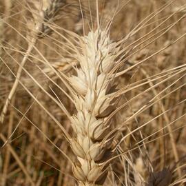 single wheat inflorescence