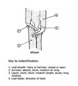 Scientific illustration of key wheat structures