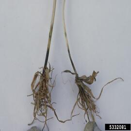 pulled wheat roots