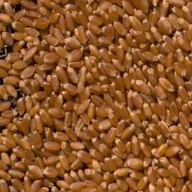 naked wheat seeds