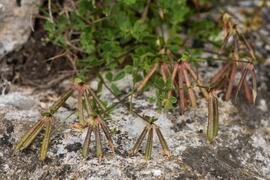 Image of brown, bird foot-like seed pods of birdsfoot trefoil.