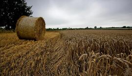 Field of wheat forage with rolled bale