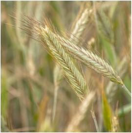 Image of rye's inflorescence (seed head)