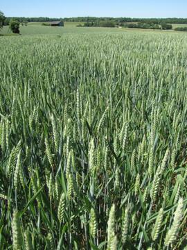 Standing wheat field