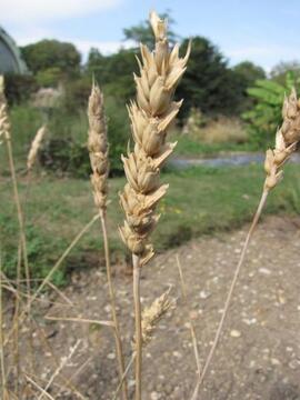 Wheat inflorescence