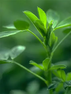 Close up of alfalfa