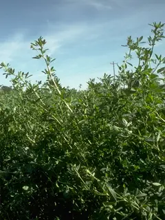 Alfalfa bush