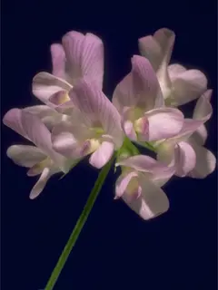 Alfalfa flower