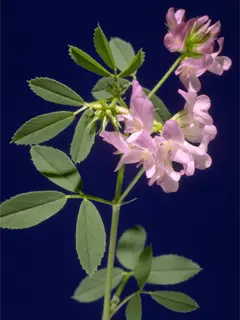 Images of Alfalfa | Forage Information System | Oregon State
