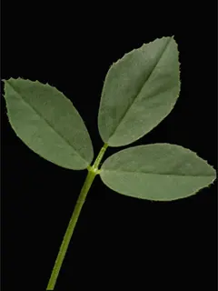 close up of alfalfa leaf